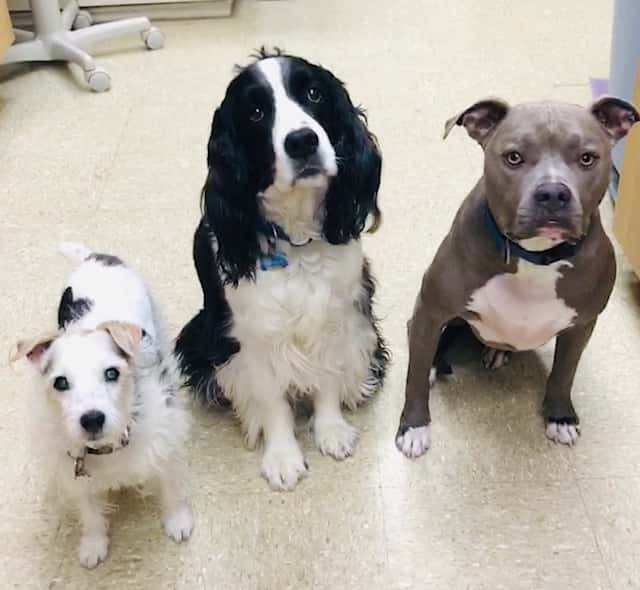 Highway 79 Animal Clinic — Pet Services photo 1 of 5