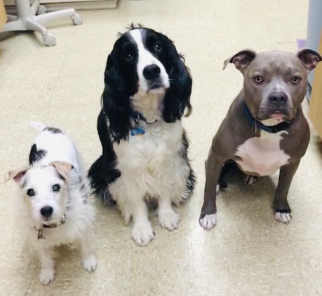 Highway 79 Animal Clinic — Pet Services photo 1 of 5