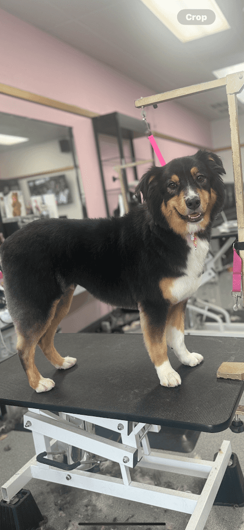Happy Hounds Grooming — Pet Services photo 1 of 5