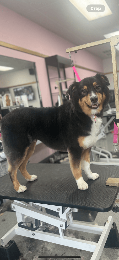 Happy Hounds Grooming — Pet Services photo 1 of 5