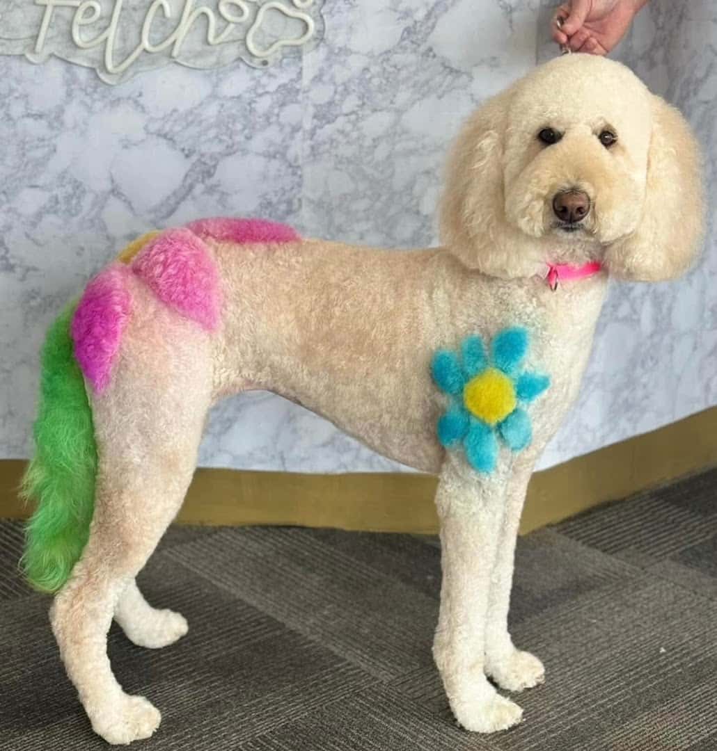 Happy Hounds Grooming — Pet Services photo 2 of 5