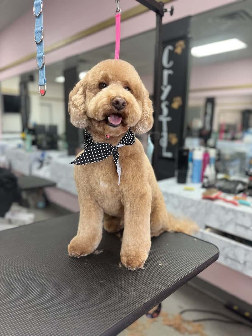 Happy Hounds Grooming — Pet Services photo 3 of 5