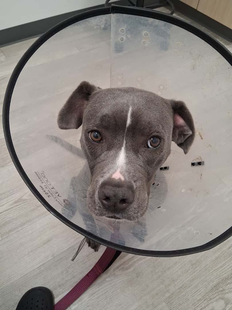 Heart of Texas Veterinary Specialty Center — Pet Services photo 3 of 5
