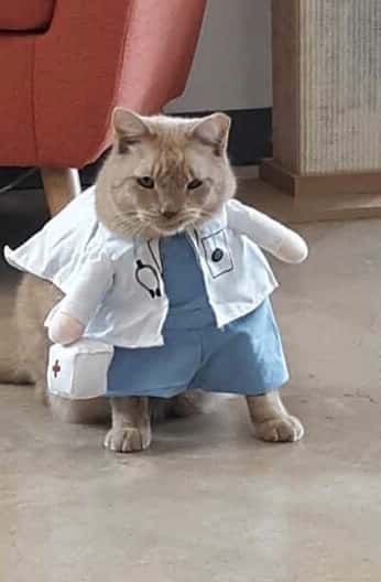 Central Texas Cat Hospital - MERGED W/ SAM BASS VETERINARY WELLNESS — Pet Services photo 1 of 5