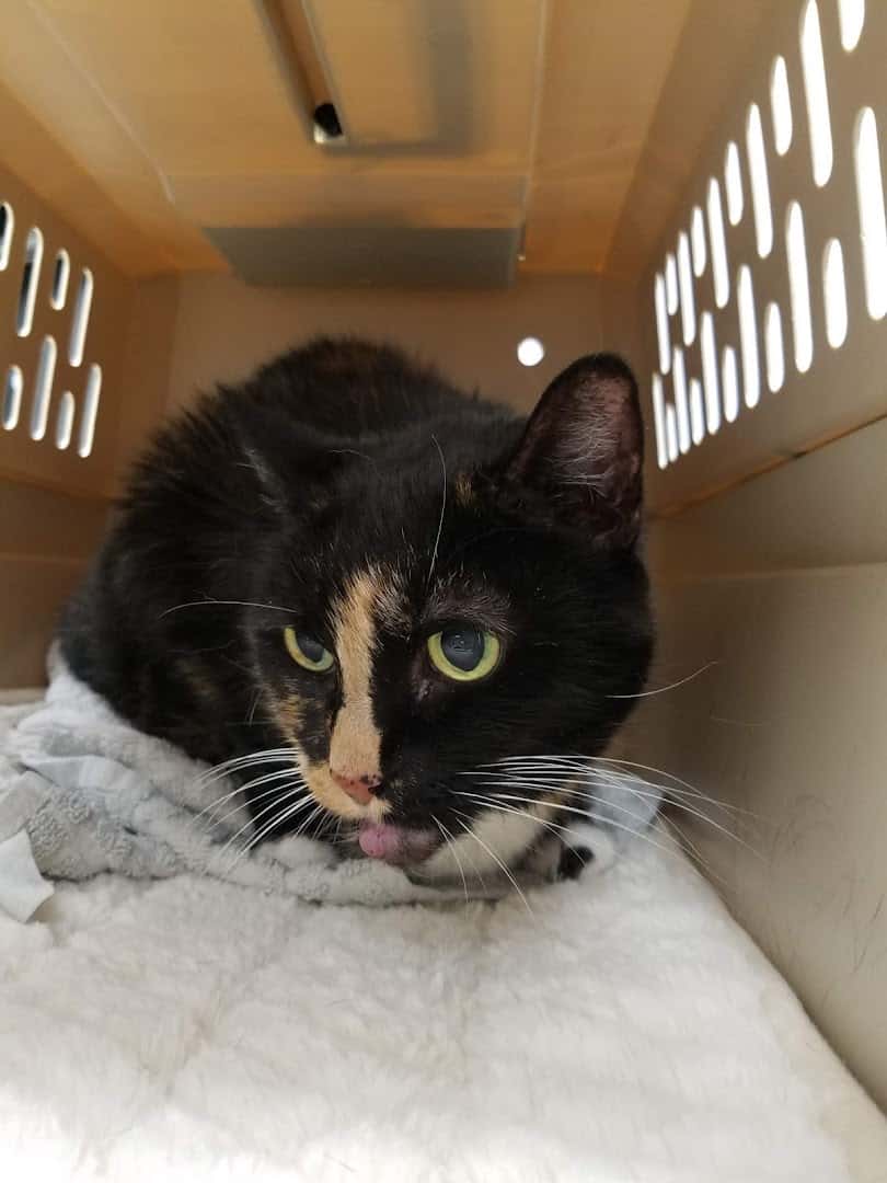 Central Texas Cat Hospital - MERGED W/ SAM BASS VETERINARY WELLNESS — Pet Services photo 2 of 5
