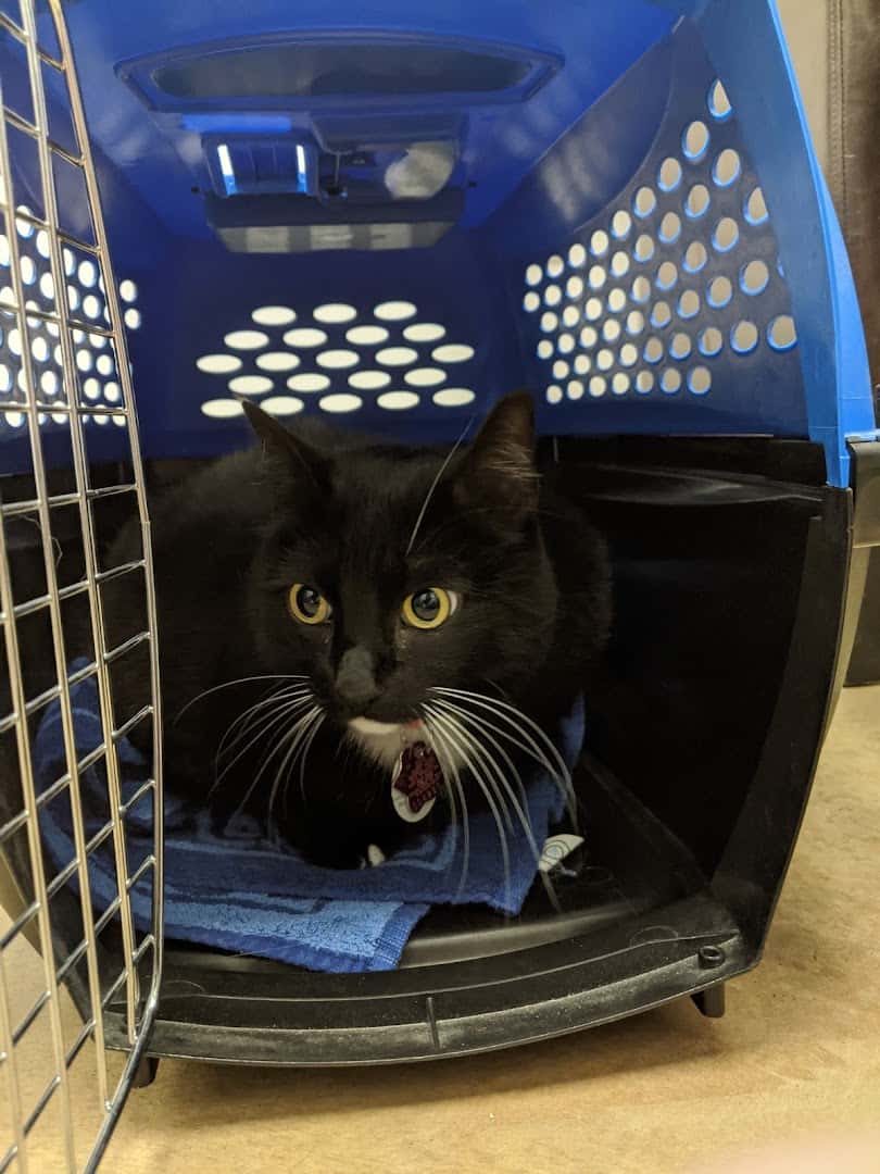 Central Texas Cat Hospital - MERGED W/ SAM BASS VETERINARY WELLNESS — Pet Services photo 3 of 5