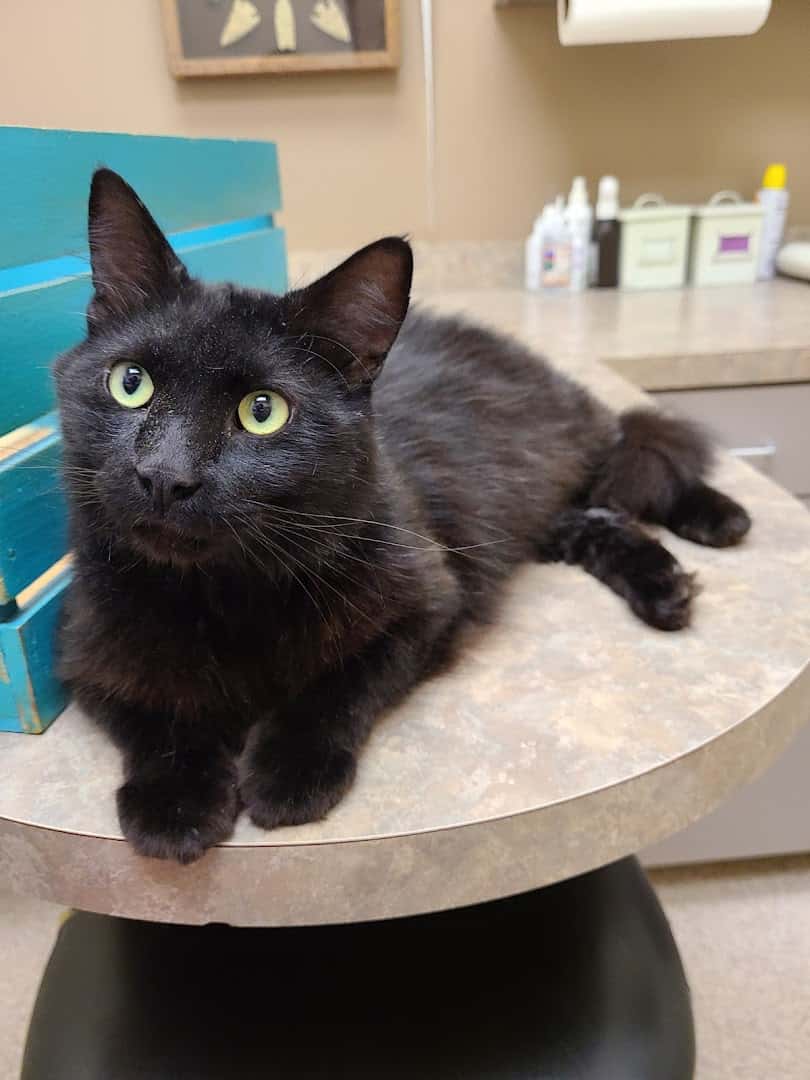 Comanche Trail Veterinary Center — Pet Services photo 3 of 5