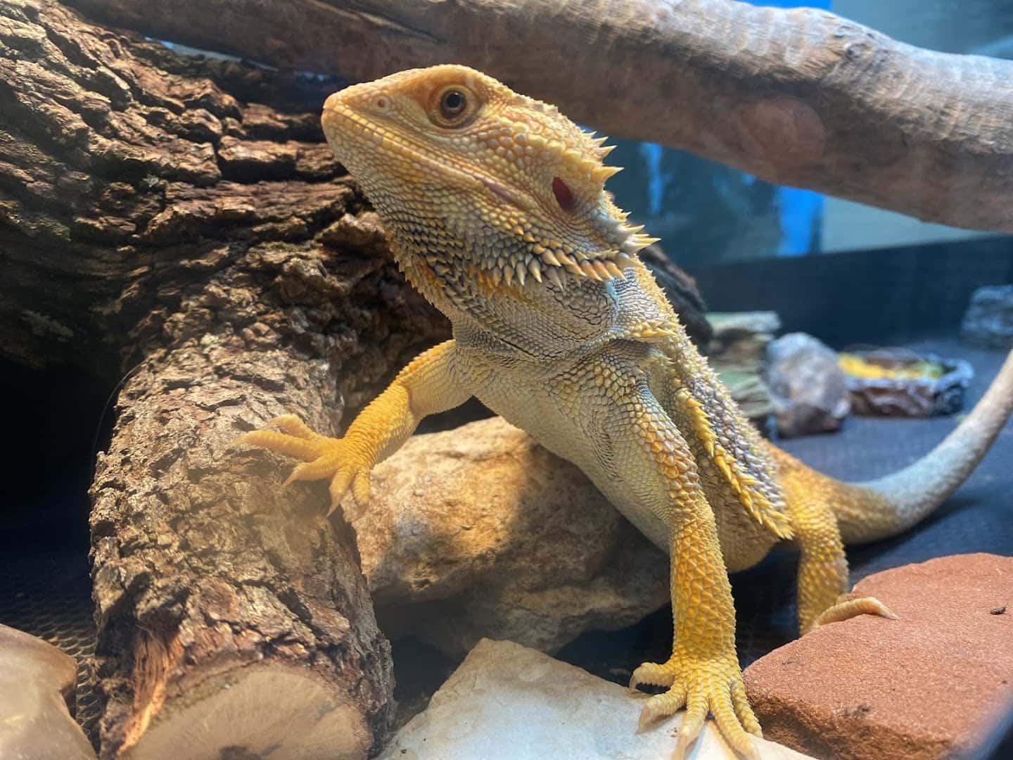 Agave Vet Care & Exotic Animal Hospital — Pet Services photo 3 of 5