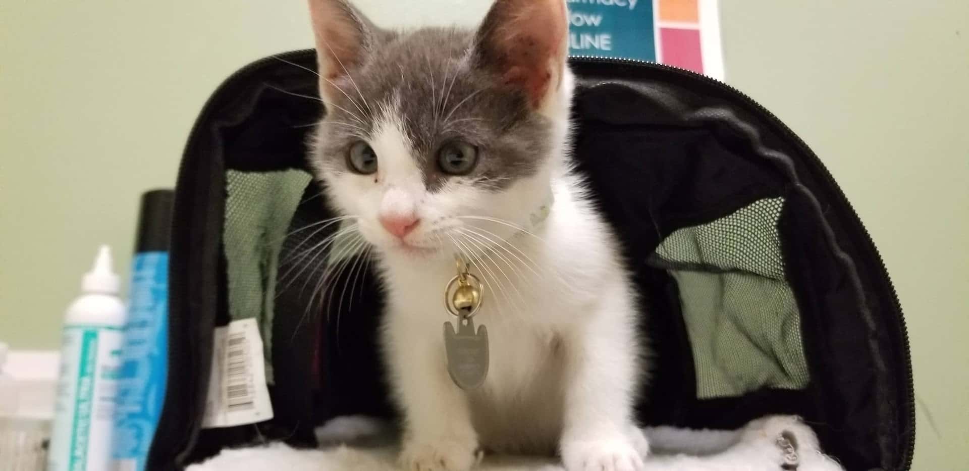 Animal Hospital of Georgetown — Pet Services photo 2 of 5
