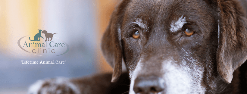 Animal Care Clinic — Pet Services photo 1 of 5