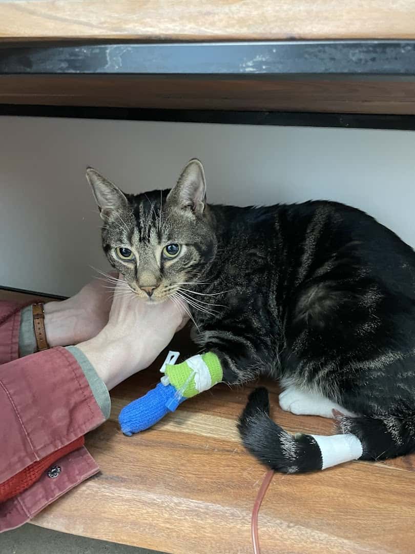 Liberty Hill Veterinary Wellness — Pet Services photo 2 of 5