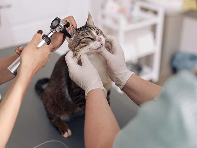 Banfield Pet Hospital — Pet Services photo 1 of 5