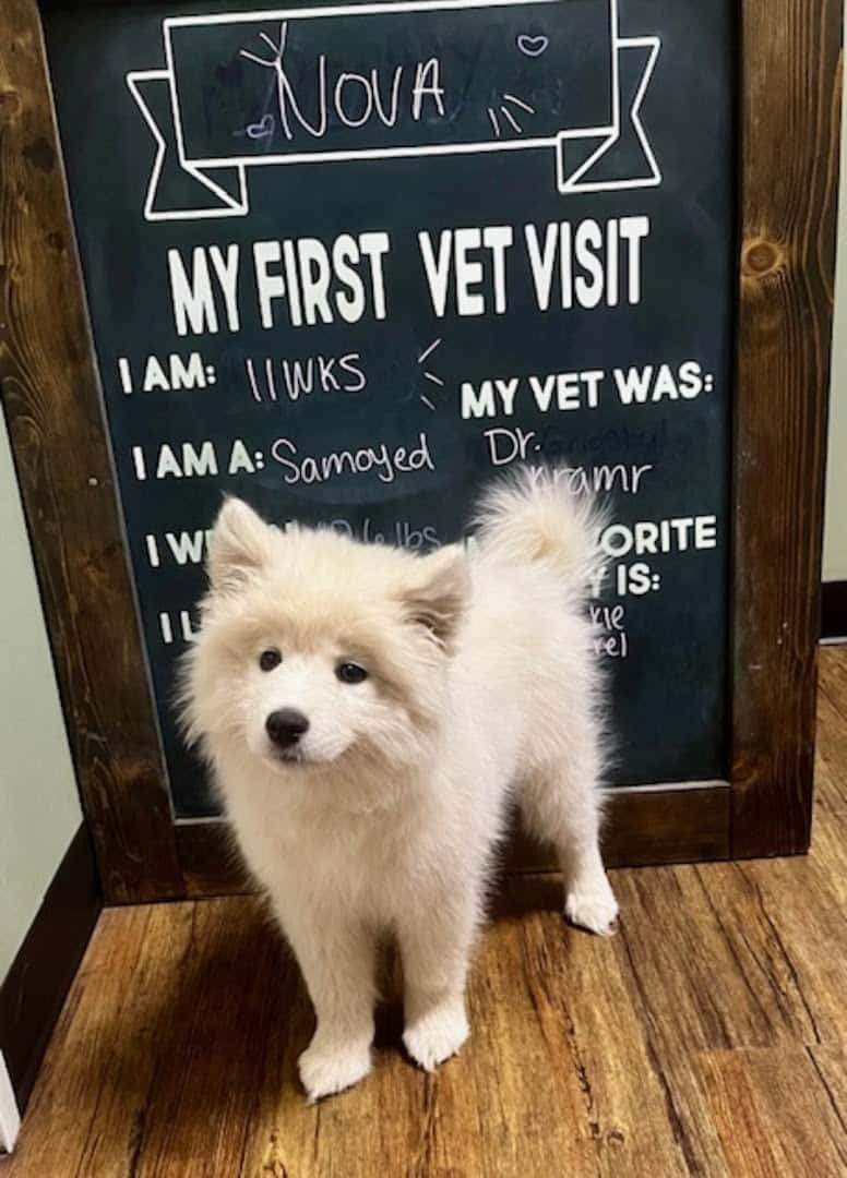 Whitestone Animal Hospital — Pet Services photo 3 of 5