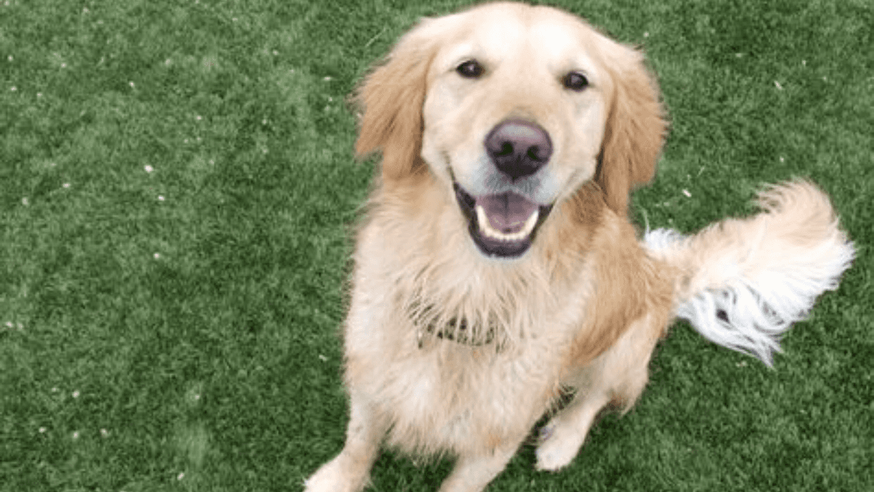 The Dog Ranch at Liberty Hill — Pet Services photo 1 of 5
