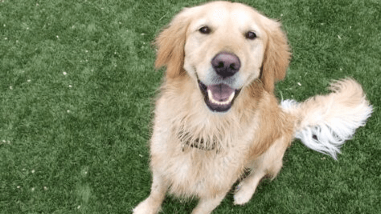 The Dog Ranch at Liberty Hill — Pet Services photo 1 of 5