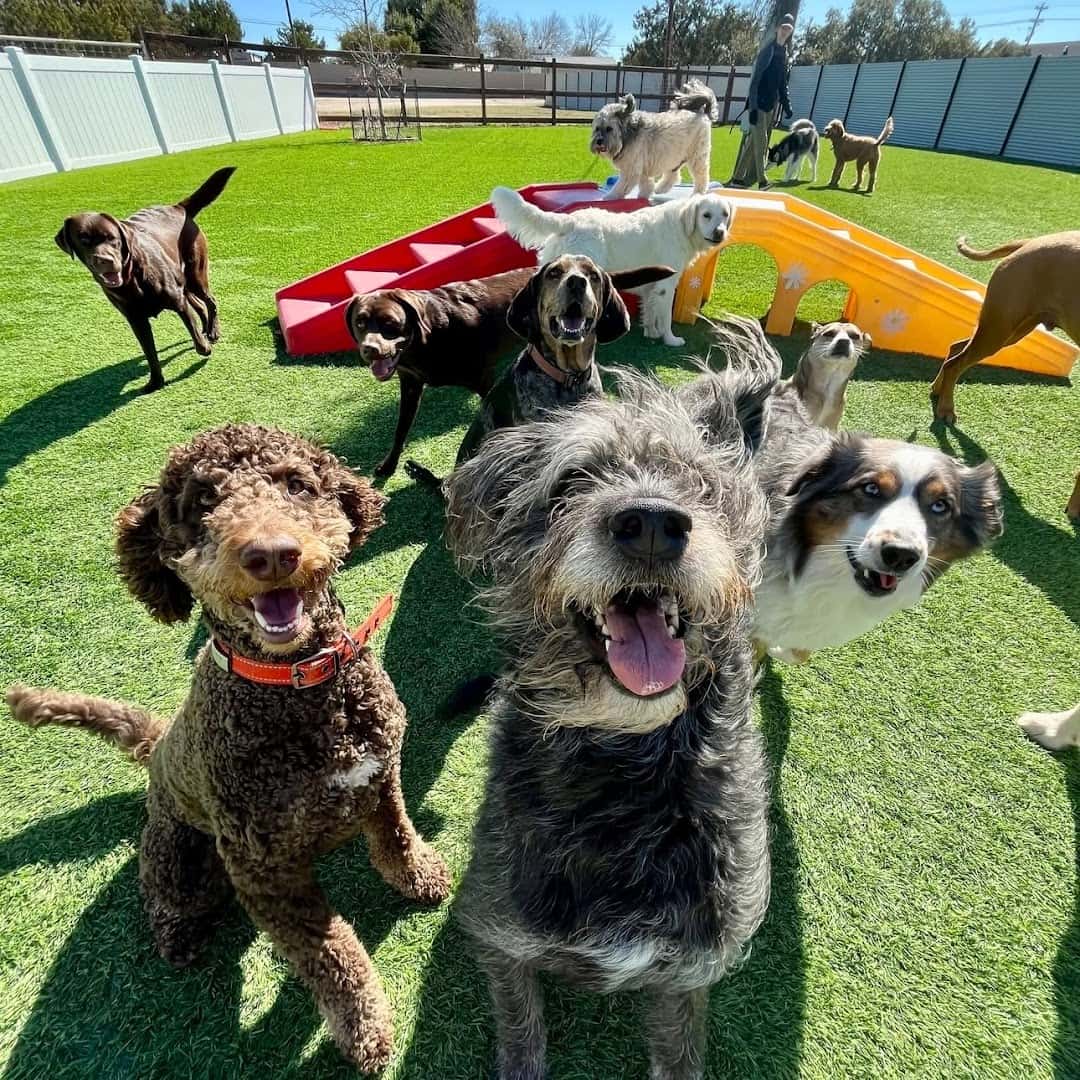 The Dog Ranch at Liberty Hill — Pet Services photo 2 of 5