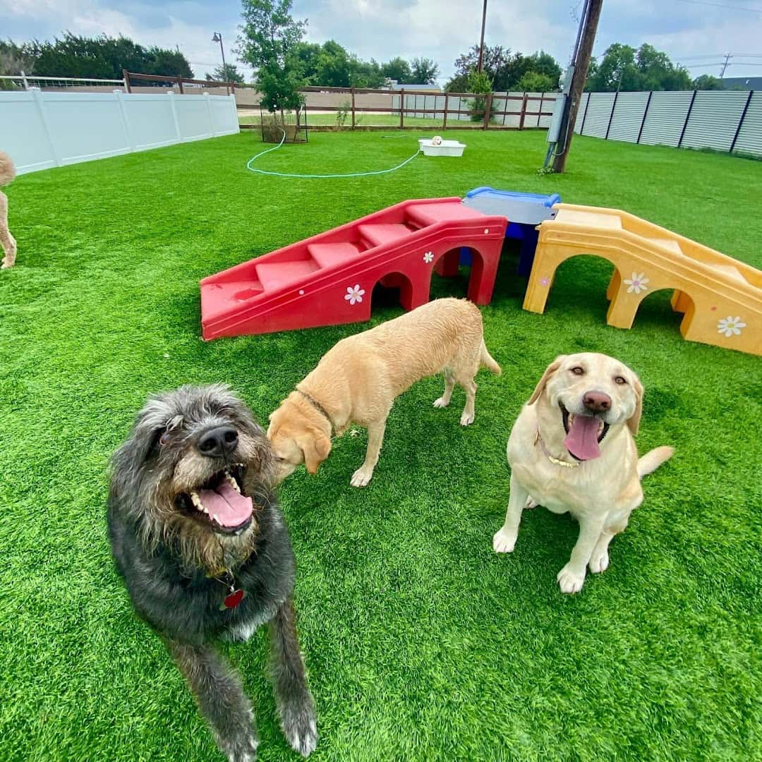 The Dog Ranch at Liberty Hill — Pet Services photo 3 of 5