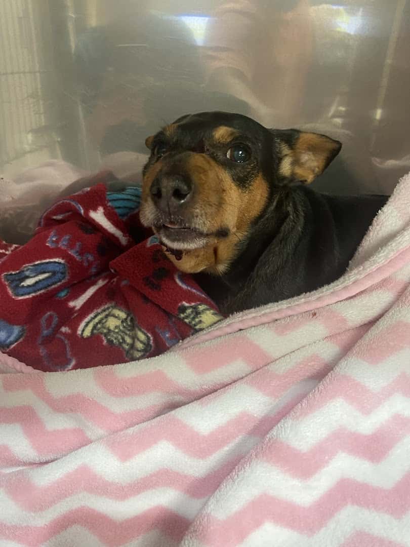 Central Texas Veterinary Speciality and Emergency Hospital- Round Rock — Pet Services photo 2 of 5
