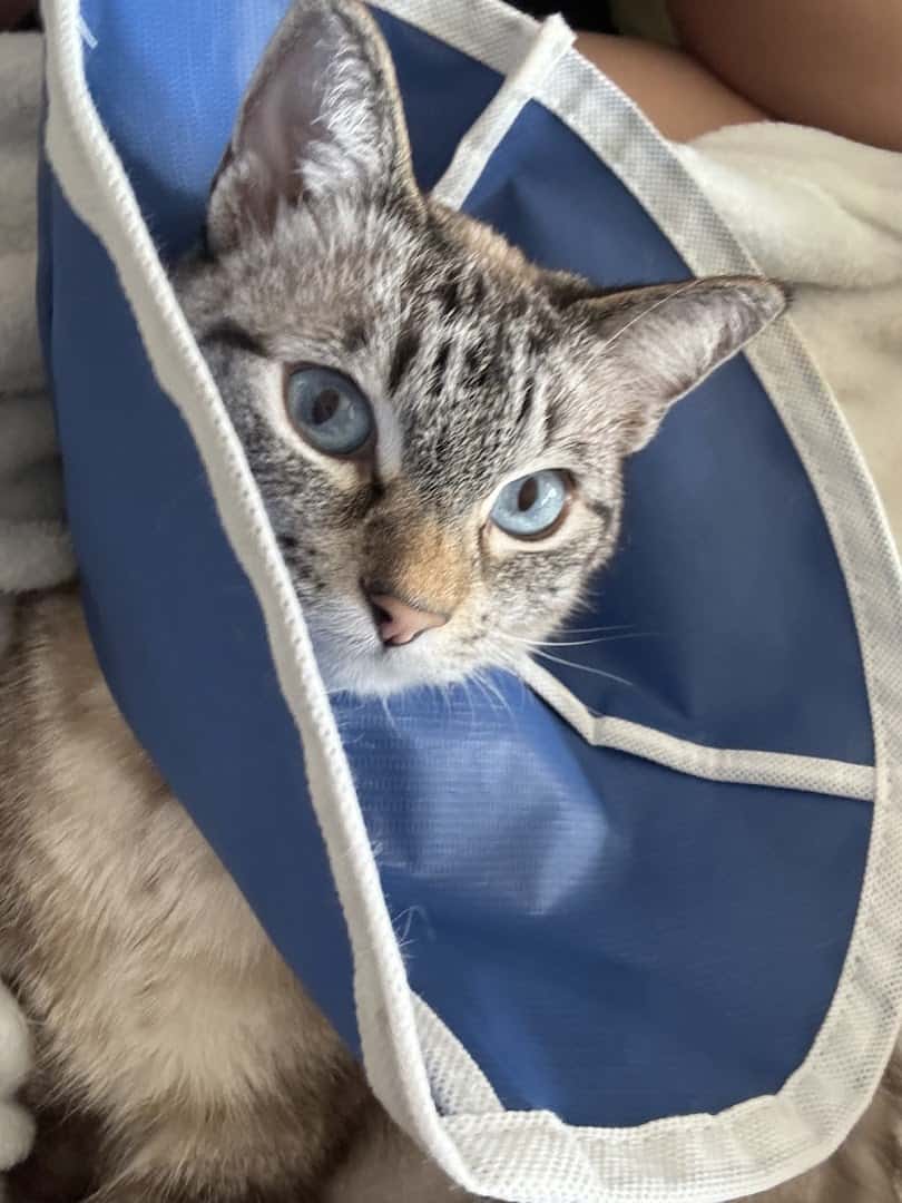 Parmer Lane Pet Hospital — Pet Services photo 3 of 5