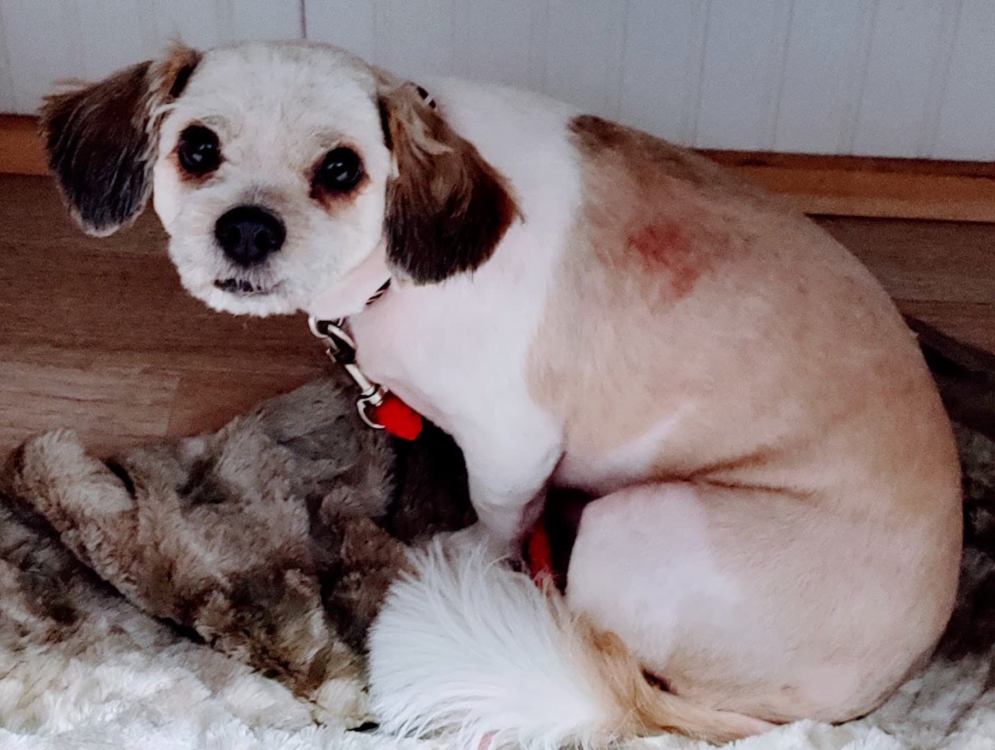 Coupland Veterinary Hospital - Dr. Arlon Graef, DVM — Pet Services photo 1 of 5